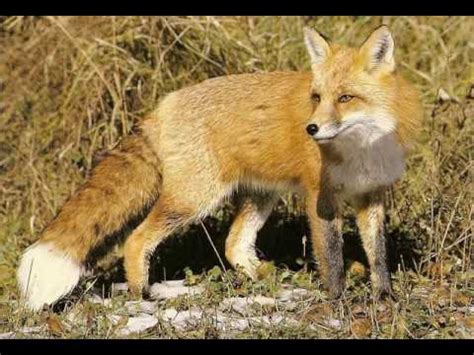 real fox tails